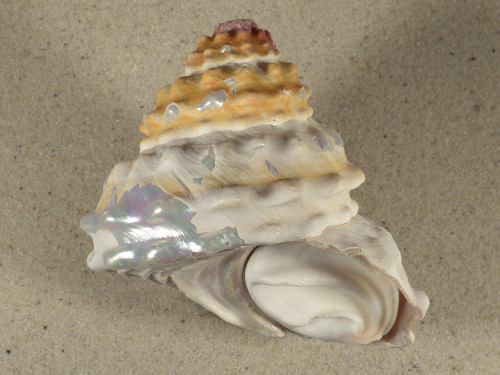 Megastraea turbanica m/O MX 9,2cm *Unikat*