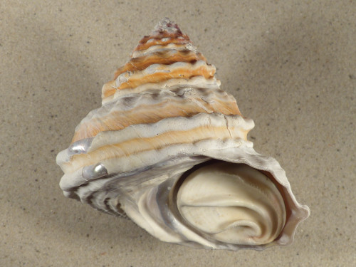 Megastraea turbanica w/o MX 11,0cm *unique*