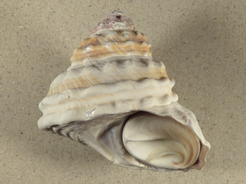 Megastraea turbanica m/O MX 10,8cm *Unikat*