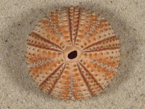 Arbacia lixula GR 3,9cm *unique*