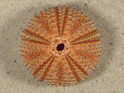 Arbacia lixula GR 3,9cm *Unikat*