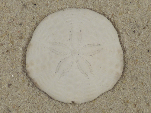 Echinarachnius parma CA-Atlantic 3,0cm *unique*