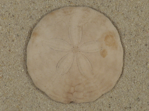 Echinarachnius parma CA-Atlantic 4,0cm *unique*