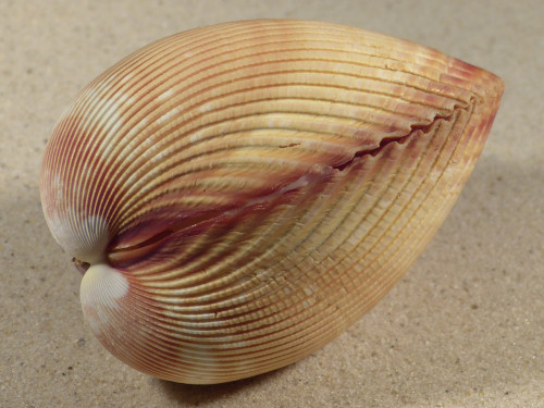 Vasticardium enode 9,1cm *Unikat*