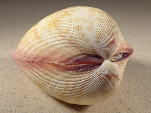 Vasticardium enode 11,0cm *unique*