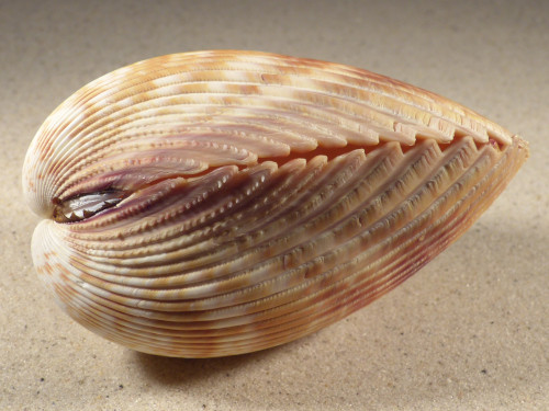 Vasticardium enode 11,0cm *unique*