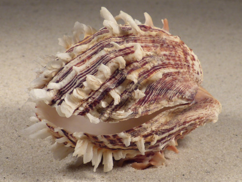 Spondylus squamosus PH 8,5cm *Unikat*