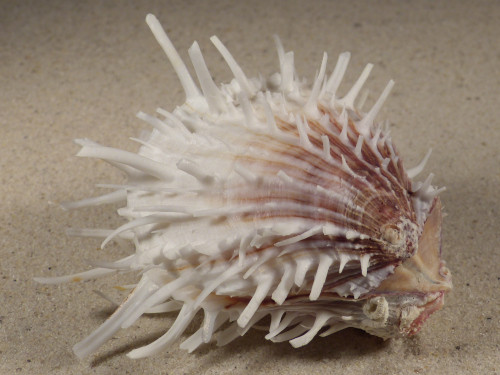 Spondylus echinatus PH 9,1cm *unique*