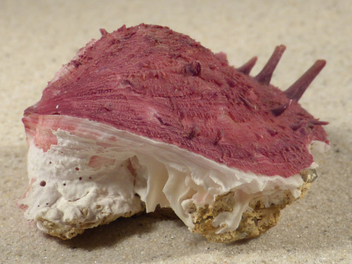 Spondylus gaederopus GR 6,3cm *unique*
