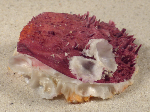 Spondylus gaederopus GR 6,9cm *Unikat*