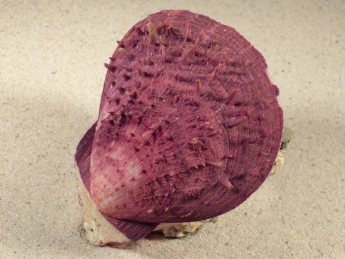 Spondylus gaederopus GR 10cm *unique*
