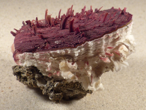 Spondylus gaederopus GR 9,5cm *unique*