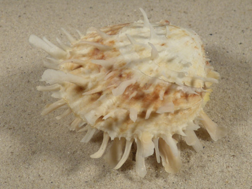 Spondylus variegatus PH 8,3cm *unique*
