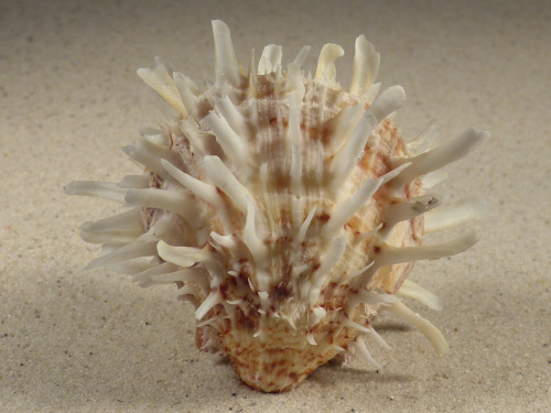Spondylus echinatus PH 8,0cm *unique*