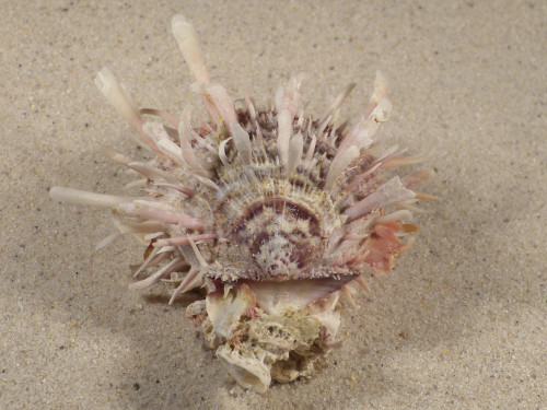 Spondylus echinatus PH 7,9cm *unique*