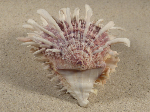 Spondylus echinatus PH 8,3cm *unique*