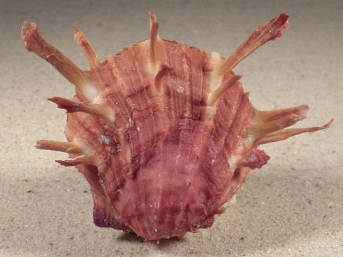 Spondylus sinensis PH 8,7cm *Unikat*