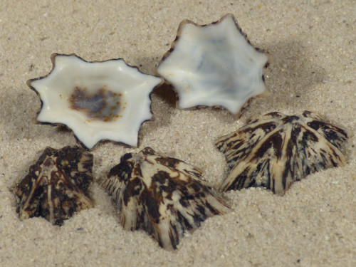 Patelloida saccharina lanx PH 2+cm