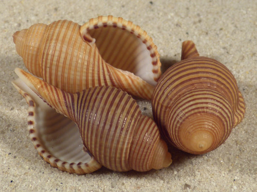 Gelagna succincta PH 4,0+cm