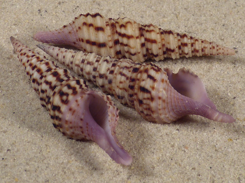 Annulaturris nadaensis PH 5,5+cm