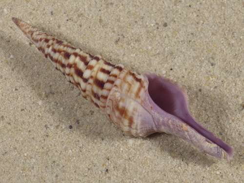Annulaturris nadaensis PH 7,2cm *unique*