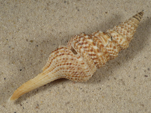Lophiotoma indica VN 8,6cm *Unikat*