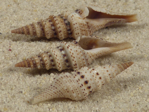 Lophiotoma acuta PH 2,5+cm