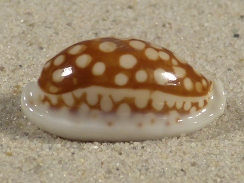 Cypraea cribraria PH 2,8cm *Unikat*