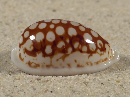 Cypraea cribraria PH 2,8cm *Unikat*