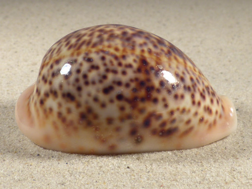 Cypraea pantherina SO 7,7cm *unique*