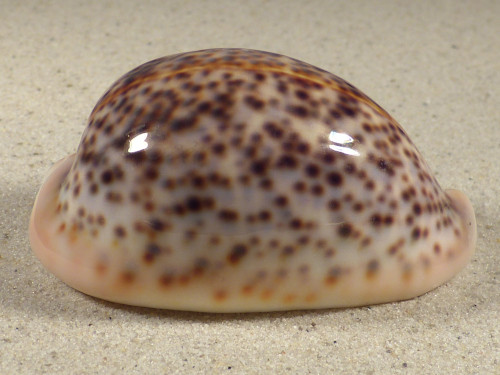 Cypraea pantherina SO 7,2cm *unique*