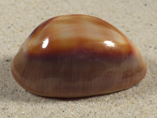 Cypraea ventriculus PH 4,9cm *unique*
