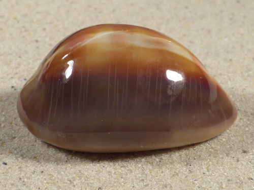 Cypraea ventriculus PH 5,2cm *unique*