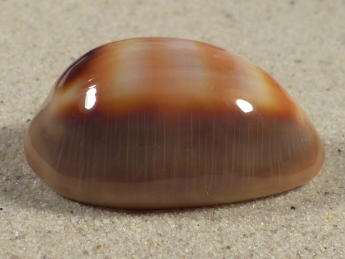 Cypraea ventriculus PH 4,2cm *Unikat*