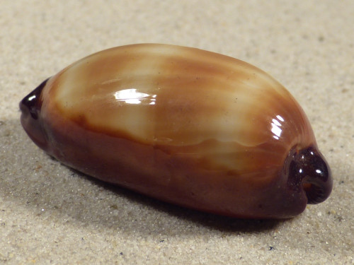 Cypraea talpa PH 5,5cm *unique*