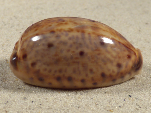 Cypraea lynx 