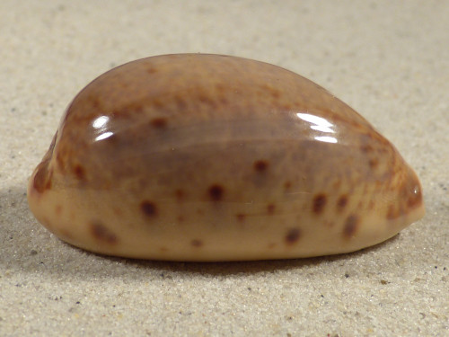 Cypraea lynx 