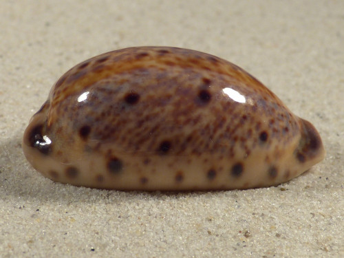 Cypraea lynx 
