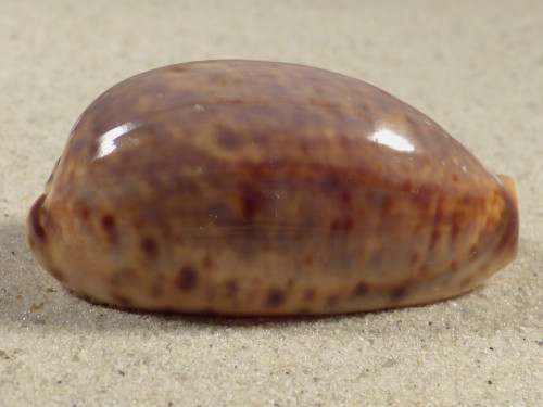 Cypraea lynx 