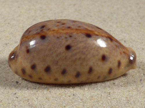 Cypraea lynx 