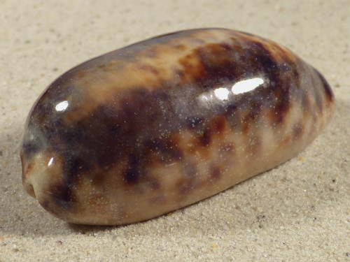 Cypraea testudinaria PH 7,7cm *unique*