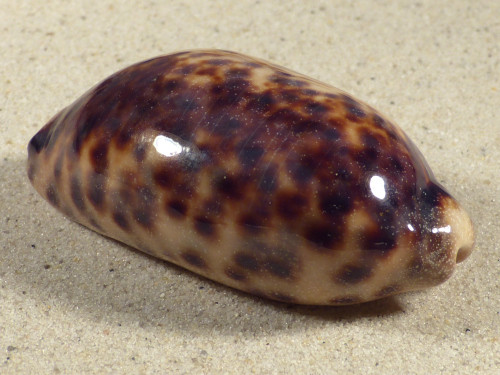 Cypraea testudinaria PH 7,6cm *unique*