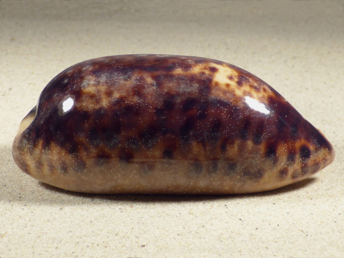 Cypraea testudinaria PH 11,9cm *Unikat*