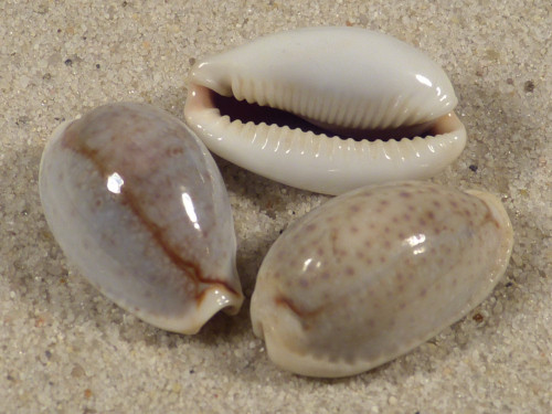 Cypraea boivinii grey PH 2,3+cm