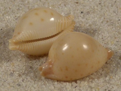 Cypraea margarita PH 1,7+cm