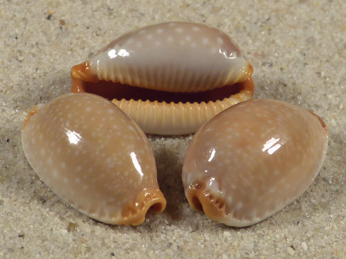 Cypraea limacina PH 2+cm