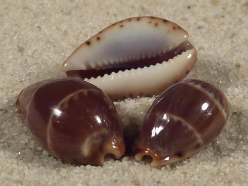 Cypraea androyensis MG 1,3+cm