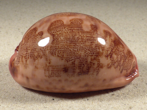 Cypraea mappa PH 7,8cm *Unikat*