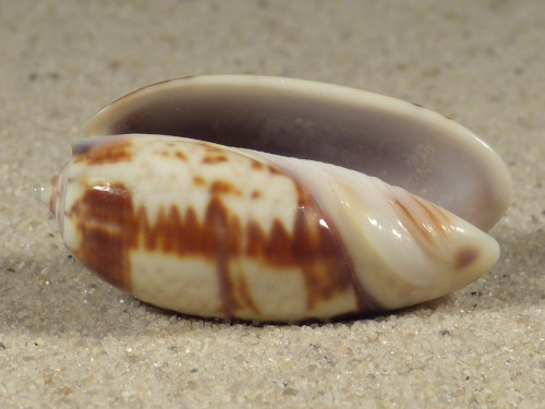Oliva bulbosa MZ 3,0cm *Unikat*