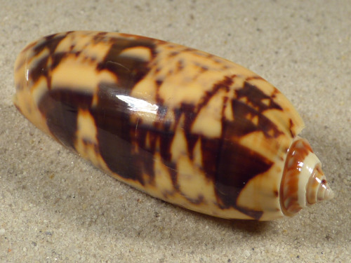 Oliva miniacea PH 6,6cm *Unikat*
